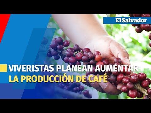 Viveristas planean aumentar la producción de café en El Salvador