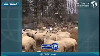 يامن شراله من حلاله عله