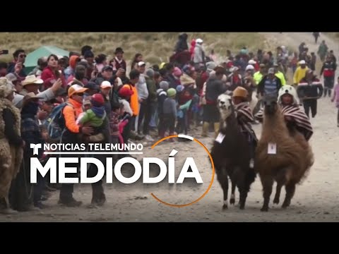La gran protagonista de una carrera con niños jinetes en Ecuador es la llama