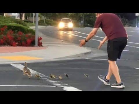 Hombre fallece tras ser atropellado al ayudar a unos patos a cruzar la calle
