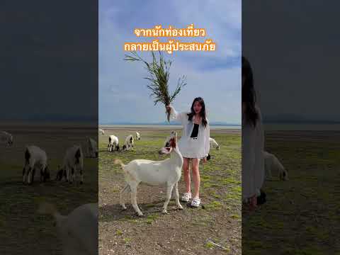 แพะตบหมดไม่สนลูกใคร