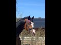 حصان الفروسية ⚜️Goede imponerende merrie  ⚜️