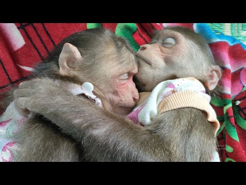 Cute moment of Mimi Kuku monkey duo while sleeping