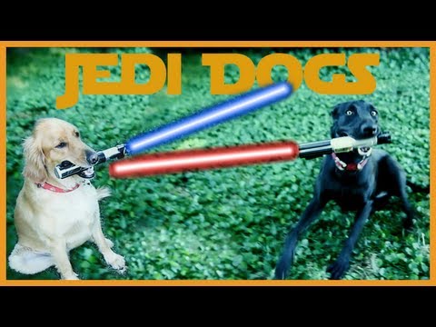 Video: Jedi Šunys - zekemahogany