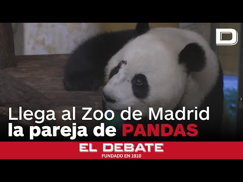Asi? han llegado los pandas al Zoo de Madrid: «Estarán aquí diez años»