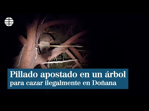 Lo sorprenden apostado en un árbol para cazar ciervos y jabalíes en Doñana
