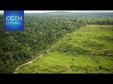 La deforestación de la mayor selva del mundo continúa a niveles máximos