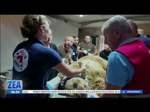 Veterinarios atienden a dos osos y un león que fueron rescatados en Kosovo | Noticias con Paco Zea