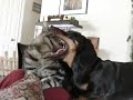 Cat and wiener dog grooming each other