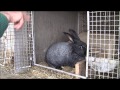 Кролиководство: Гнездовье для крольчихи от Н И Золотухина