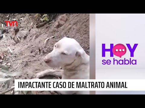 Caso de maltrato animal aún conmueve en La Calera: hombre arrastró a un perro con un camión