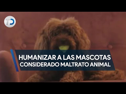Humanizar a las mascotas sería considerado maltrato animal en Costa Rica