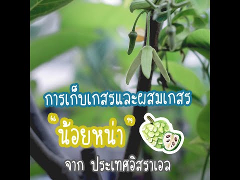 ผสมเกสรน้อยหน่า ผสมเกสรน้อยหน่า