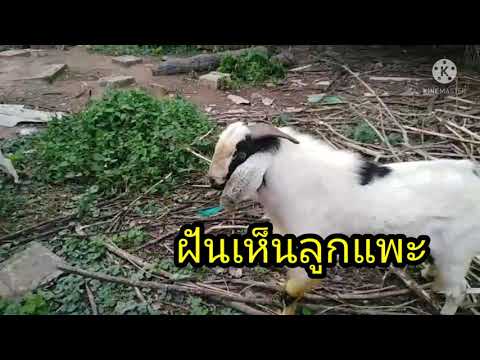 ฝันเห็นแพะ|แพะวิ่งไล่|ลูกแพะ