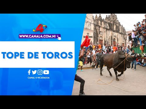 Celebración del tradicional tope de toros de las fiestas patronales en Granada
