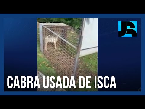 Ibama causa polêmica ao usar filhote de cabra como isca para atrair onça dentro de condomínio