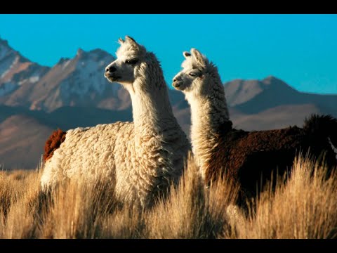 ¡Alpaca peruana 'volará' por los aires! aerolínea rinde homenaje a este camélido