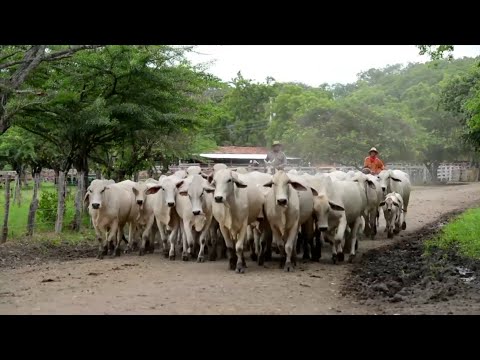 Nicaragua cuenta con casi seis millones de cabezas de ganado