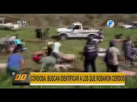 Córdoba: Buscan identificar a los que robaron cerdos