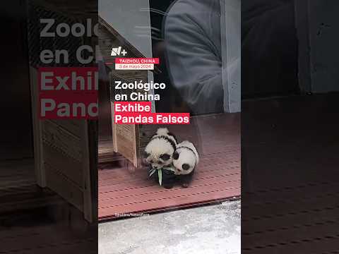 Zoológico de China exhibe pandas falsos - N+ #Shorts
