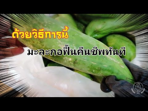 ep.4​วิธีการ​ทำมะละกอเหี่ยว​ๆ