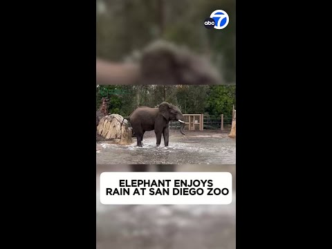 Elephant enjoys rain at San Diego Zoo