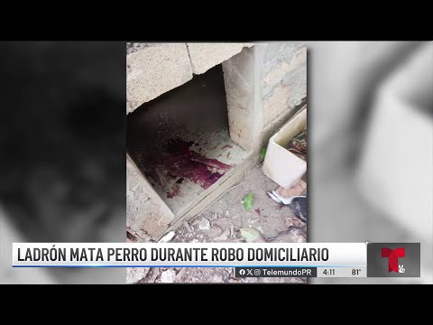 Pillo mata a perra al escalar residencia en Aguadilla