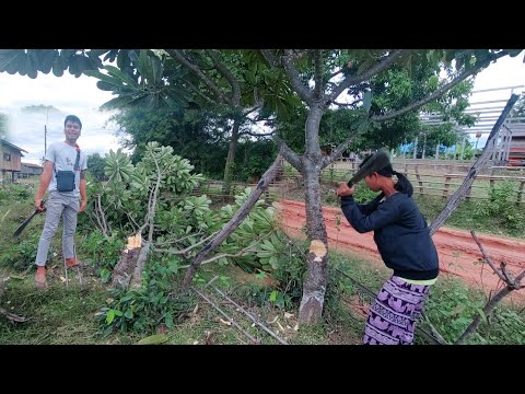 มีต้นจำปาไว้หน้าบ้านจะเป็นอะไร