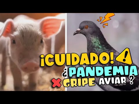 ¿GRIPE AVIAR - PRÓXIMA PANDEMIA? 2 FACTORES QUE PODRÍAN ACELERAR EL PROCESO !!