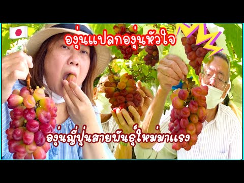 องุ่นแปลกองุ่นหัวใจ-องุ่นญี่ปุ องุ่นแปลกองุ่นหัวใจ-องุ่นญี่ปุ