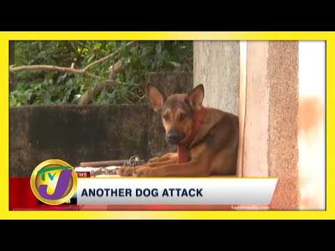 Another Dog Attack - November 22 2020