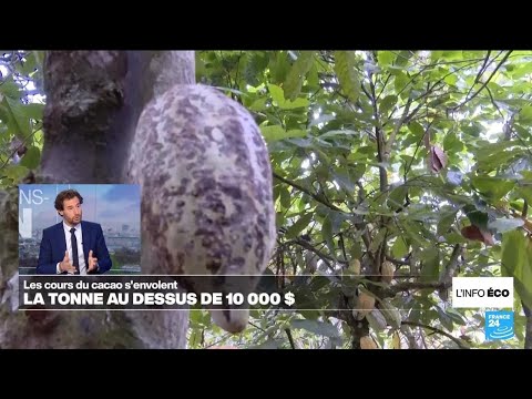 Coup de chaud sur le cacao, dont le prix a dépassé 10 000 dollars la tonne • FRANCE 24