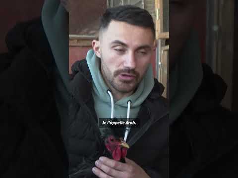 Le coq du Kosovo, un chanteur à la voix éraillée