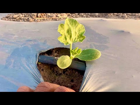 กล้าแตงโมควีนเลดี้ลงดินได้7วัน