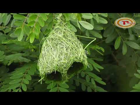 เพิ่งเคยเห็นนกกระจาบสร้างรังส