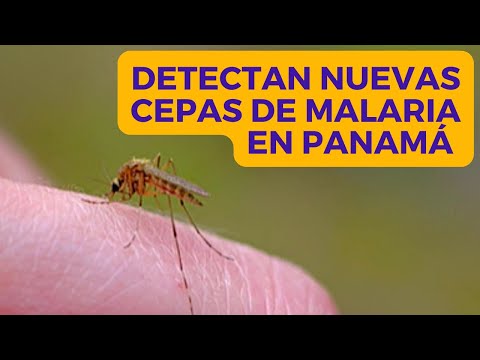 Científicos detectan NUEVAS CEPAS DE MALARIA que llegaron a Panamá