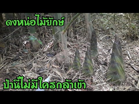 หน่อไม้ป่านี้มีแต่ขนาดยักษ์-ไม หน่อไม้ป่านี้มีแต่ขนาดยักษ์-ไม
