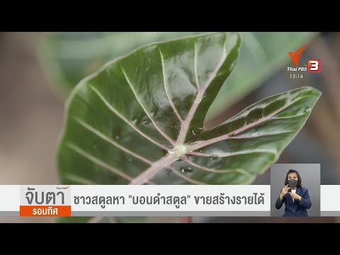 ชาวสตูลหา-บอนดำสตูล-ขายสร้างรา ชาวสตูลหา-บอนดำสตูล-ขายสร้างรา