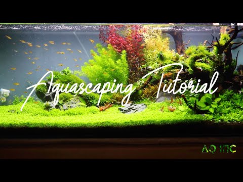 Step by Step Aquascaping Tutorial (200L)