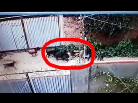 Una jauría de perros ataco a una mujer en Cochabamba