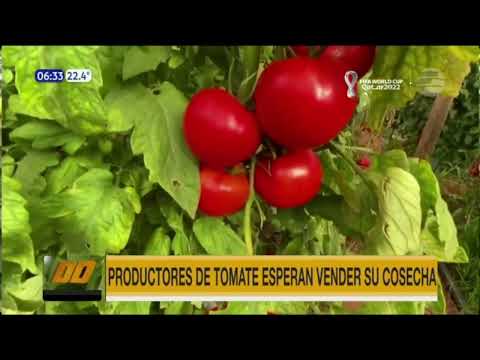 Productores de tomate esperan vender su cosecha