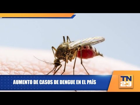 Aumento de casos de dengue en el país