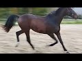 花样骑术马匹 Knap 2,5 jarig zwart-bruin dressuurpaard