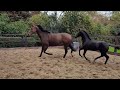 Freizeitpferd Aansprekende Elite fokmerrie / recreatiepaard te koop