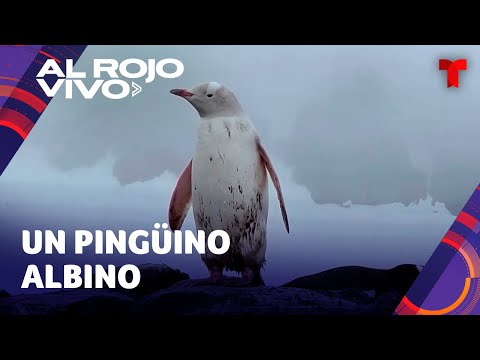 Pingüino llamó la atención al no tener su plumaje de color negro