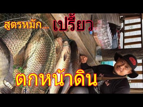 วิธีทำเหยื่อหมักเปรี้ยวตกหน้าด วิธีทำเหยื่อหมักเปรี้ยวตกหน้าด