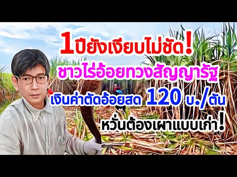 บ่าวลำปาง ตามข่าว ชาวไร่อ้อยจ.เลย20,000รายทวงเงินตัดอ้อยสดค้างมา1ปีหากไม่ชัดอา