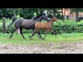 Конкурная лошадь Diamant de Plaisir geb. 26/5/2021