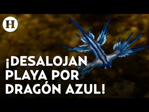 ¿Qué tan peligroso es el dragón azul? Venenoso molusco que obligó a cerrar toda una playa