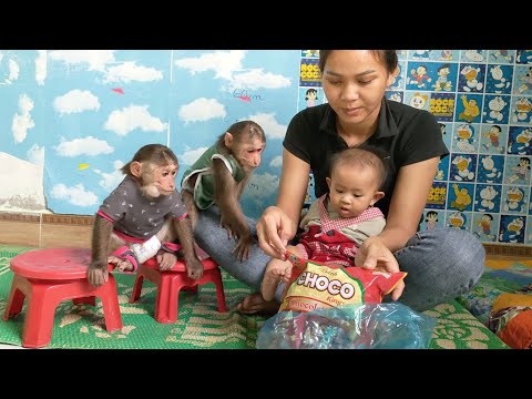 Cute moment of monkey duo Mimi Kuku and baby